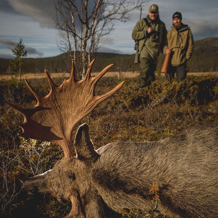 Moose hunt - Nordguide